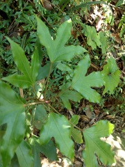 Dendropanax