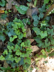 Ainsliaea macroclinidioides secundiflora