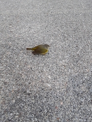 Leiothlypis ruficapilla