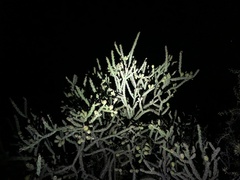 Cylindropuntia thurberi