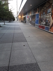 Leiothlypis ruficapilla