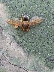Sphecius