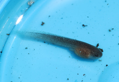 Arthroleptella rugosa