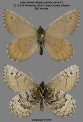 Oeneis alberta