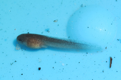 Arthroleptella rugosa