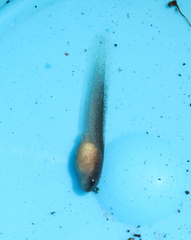 Arthroleptella rugosa