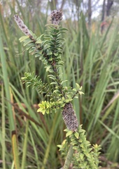 Melaleuca sparsa