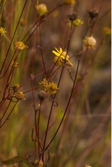 Helianthus longifolius