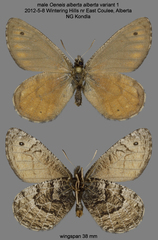 Oeneis alberta