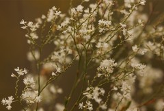 Polygonella polygama