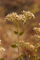 Eupatorium glaucescens