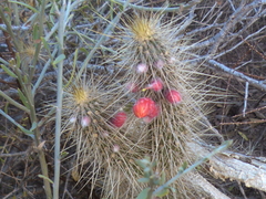 Cleistocactus baumannii