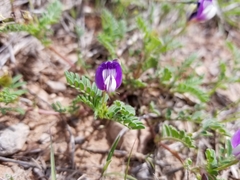 Astragalus lindheimeri