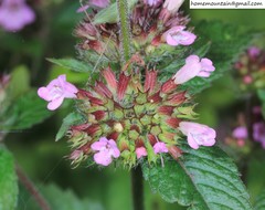 Clinopodium urticifolium