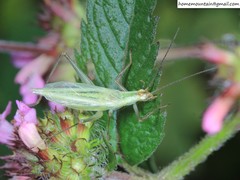Oecanthus longicauda