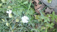 Silene latifolia