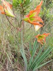 Hippeastrum glaucescens