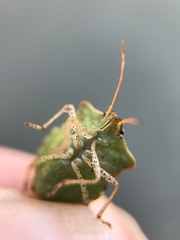 Euschistus conspersus