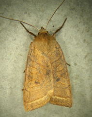 Epiglaea apiata