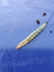 Geshna cannalis