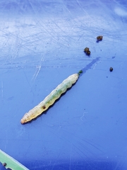 Geshna cannalis