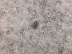 Dentatissus damnosus