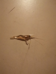 Penaeus