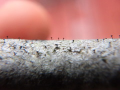 Phaeocalicium populneum