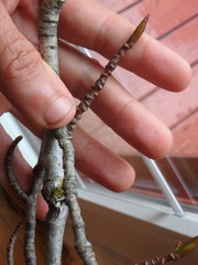 Phaeocalicium populneum