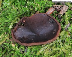 Daleomyces petersii
