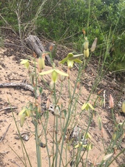 Albuca juncifolia
