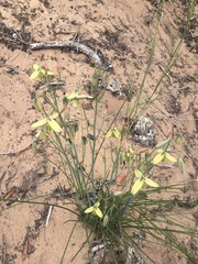 Albuca juncifolia