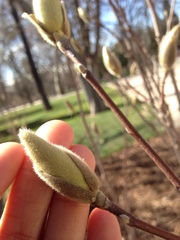 Magnolia