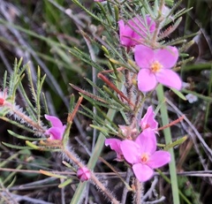 Boronia stricta