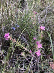 Boronia stricta