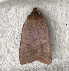 Epiglaea decliva