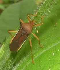 Anasa varicornis