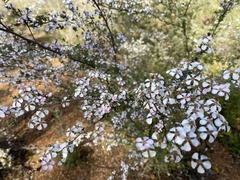 Leptospermum erubescens