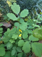 Chelidonium majus