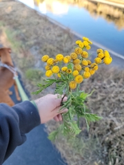 Tanacetum vulgare