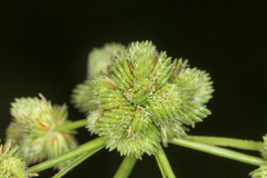 Cyperus pseudovegetus