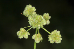 Cyperus pseudovegetus