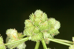 Cyperus pseudovegetus