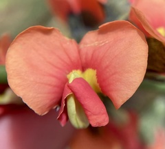 Sphaerolobium grandiflorum