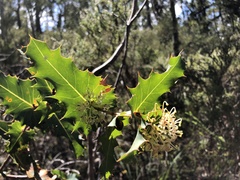 Hakea amplexicaulis