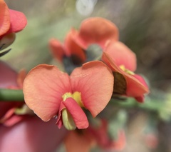 Sphaerolobium grandiflorum