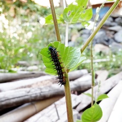 Doleschallia bisaltide