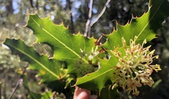 Hakea amplexicaulis