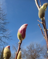 Magnolia