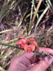 Sphaerolobium grandiflorum